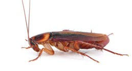 CUCARACHAS