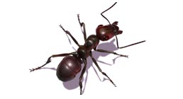 HORMIGAS